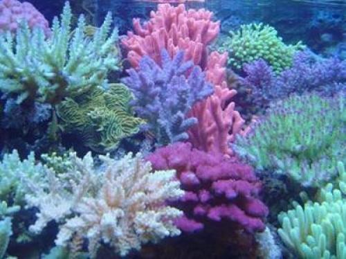 新加坡的珊瑚很可能在海平面上升