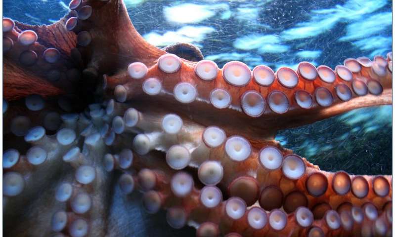 什么鱿鱼神经元和狂喜的章鱼可以教我们自己