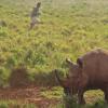 五只犀牛从捷克动物园安置在卢旺达