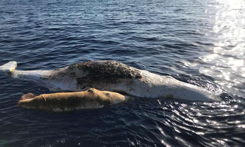 母亲抹香鲸以及婴孩在意大利的打渔网去世了