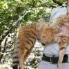 科西嘉岛的猫狐可能是一个新物种的踪迹