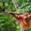 印度尼西亚宠物猩猩重新回到野外