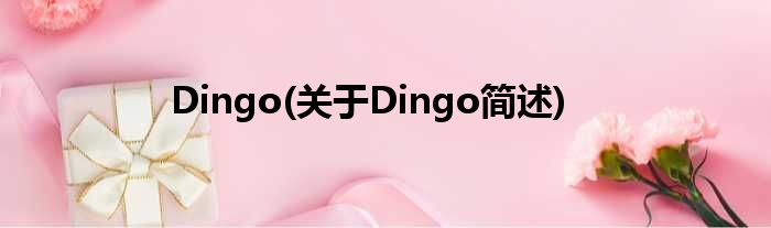 Dingo(对于Dingo简述)
